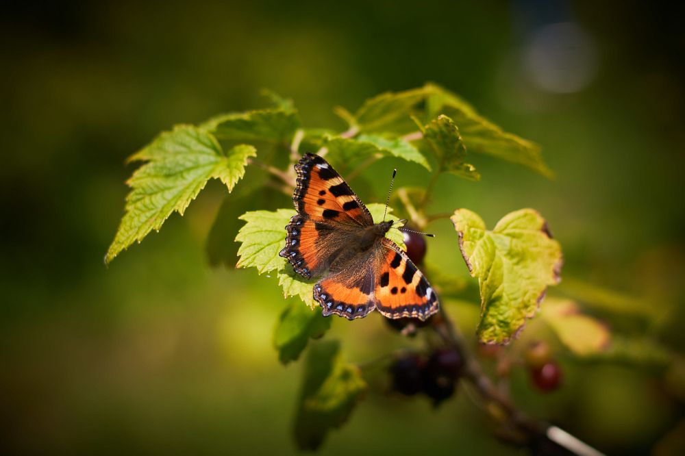 Photograph by Inna Tatarchenko