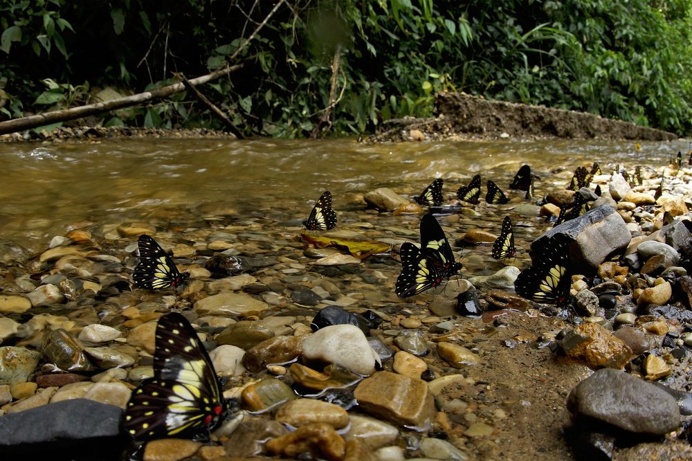 На берегу горного ручья