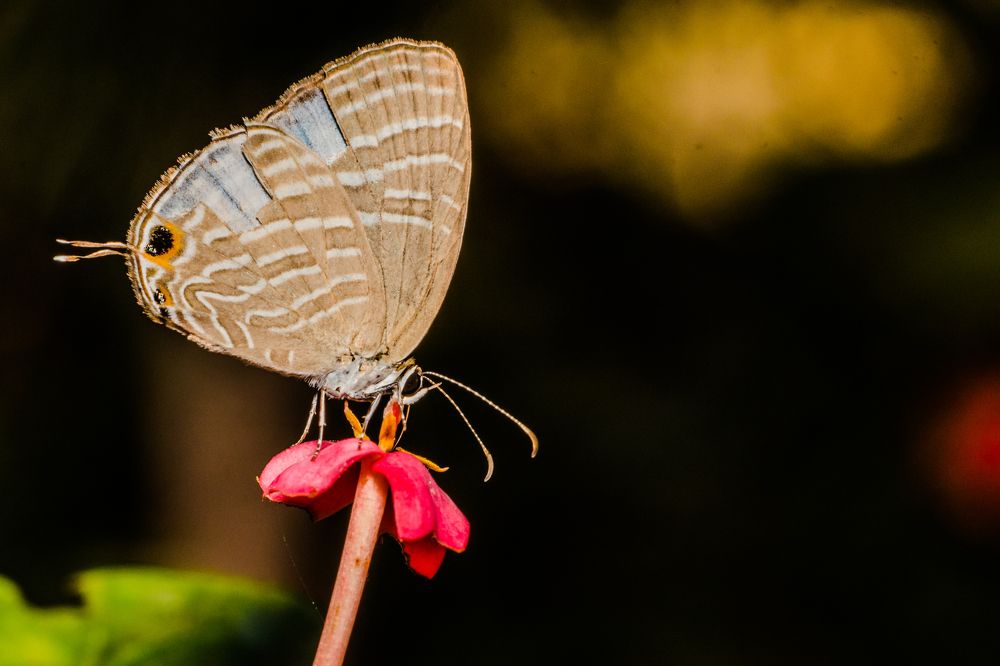 Photograph by Zinda Shaik Mohideen M