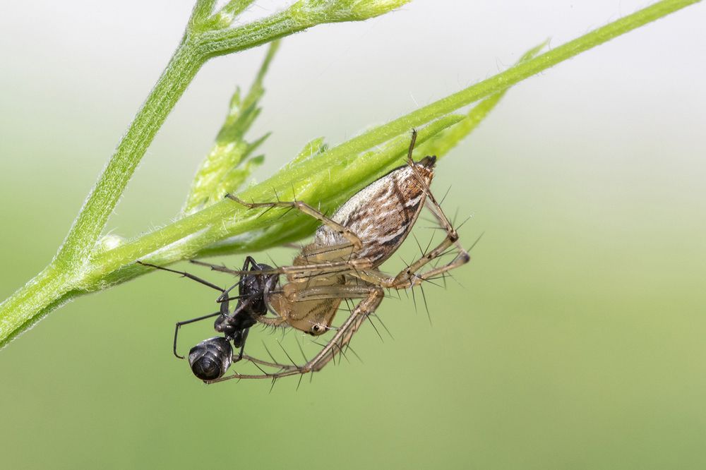 Фотография автора Rajeev Amaratunga