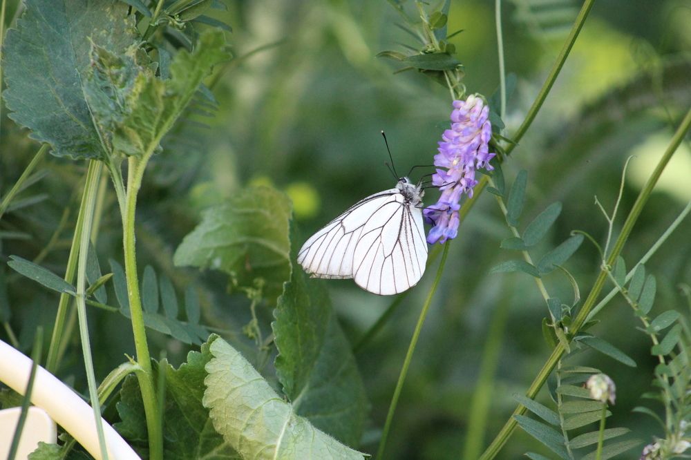 Photograph by Наталия