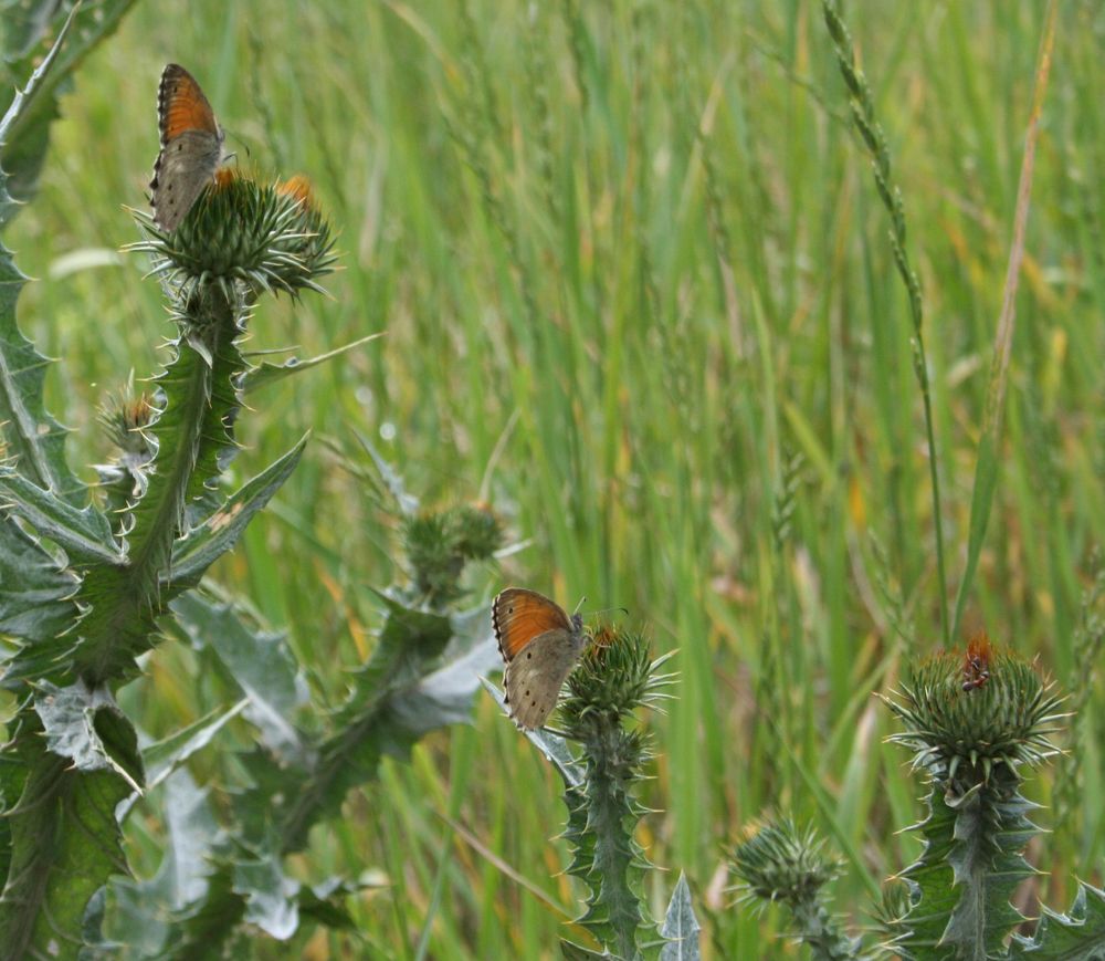 Photograph by Tigran