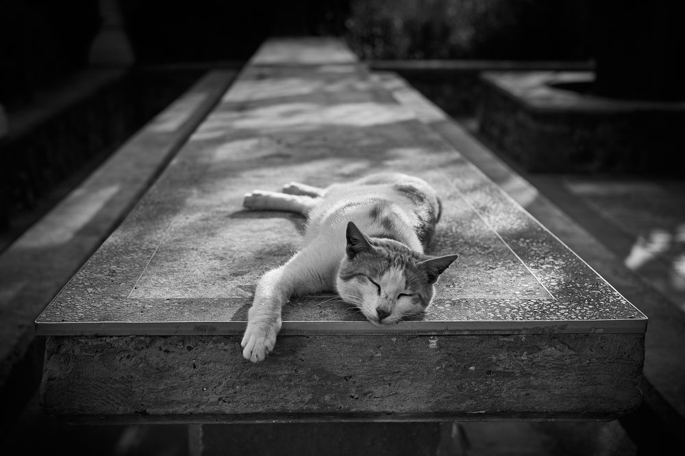 Фотография автора David Solodar