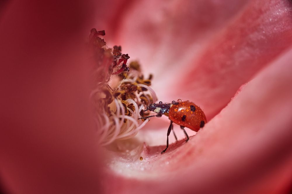 Фотография автора David Solodar