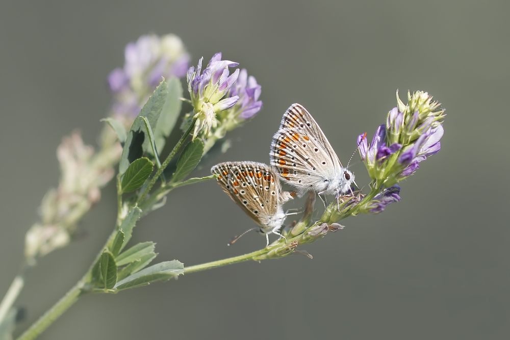 Photograph by Selma Kotancı