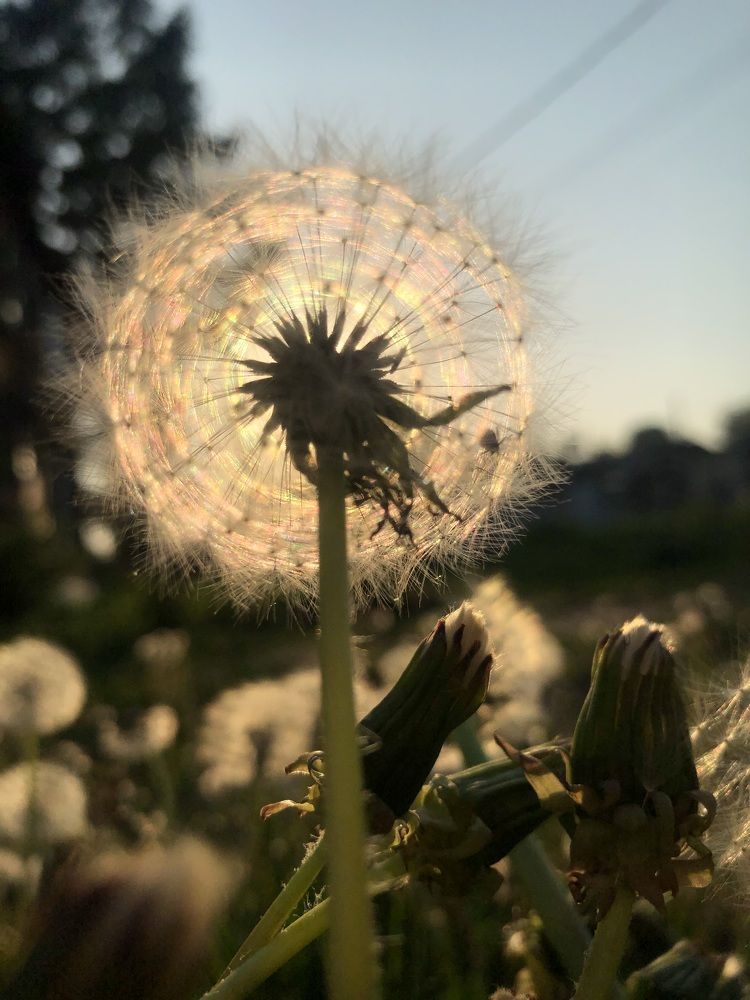 sunny dandelion \\ солнечный одуванчик