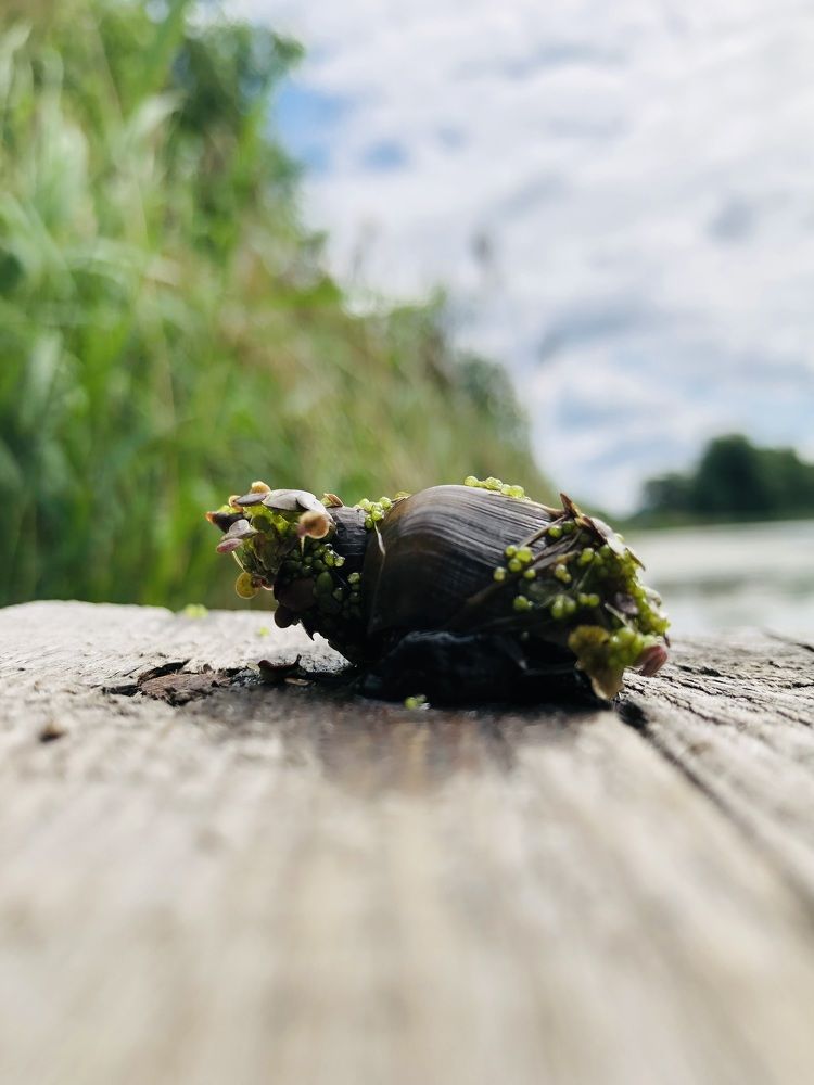 Photograph by Елена Саватеева