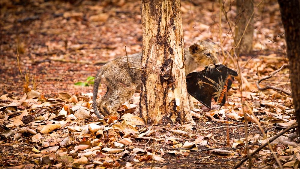 The Dangers of Plastic: A Lesson from Asiatic Lion Cubs
