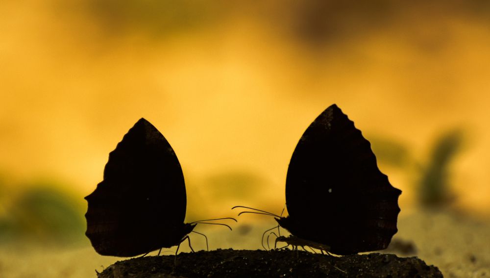 Photograph by Prince Paul Joy