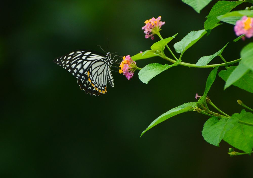 Photograph by Prince Paul Joy