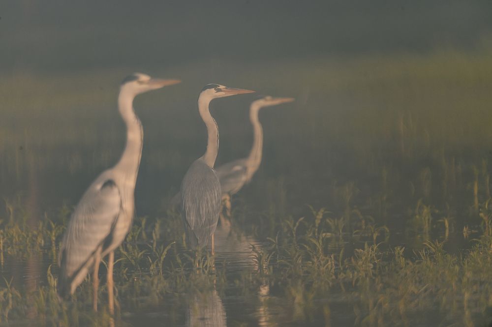 Photograph by Дмитрий Бухтик