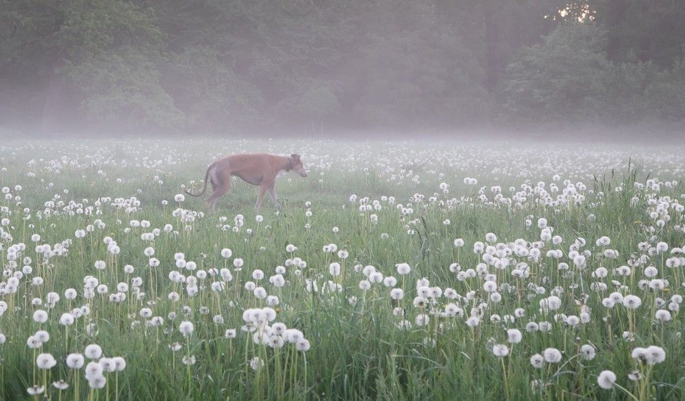 Photograph by Ирина Воронцова