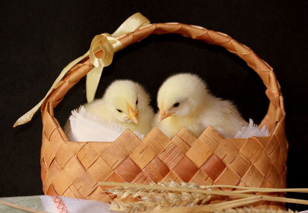 Фотография автора Nelya  Lysenko