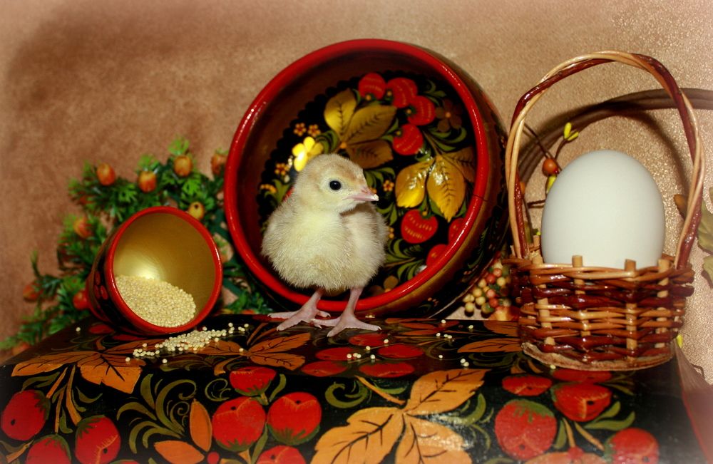 Фотография автора Nelya  Lysenko