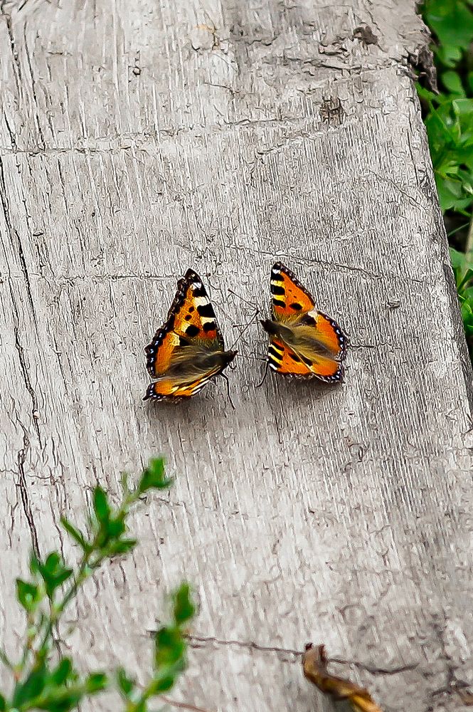 Photograph by Татьяна Суржанская