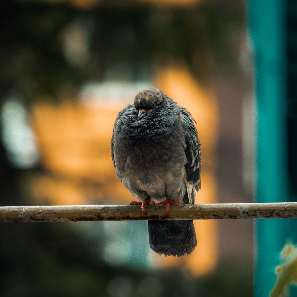 Фотография автора Андрей Иванов