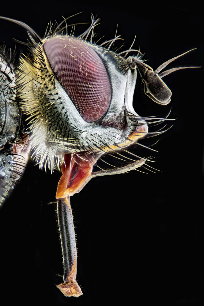 Portrait of a tachinid fly.