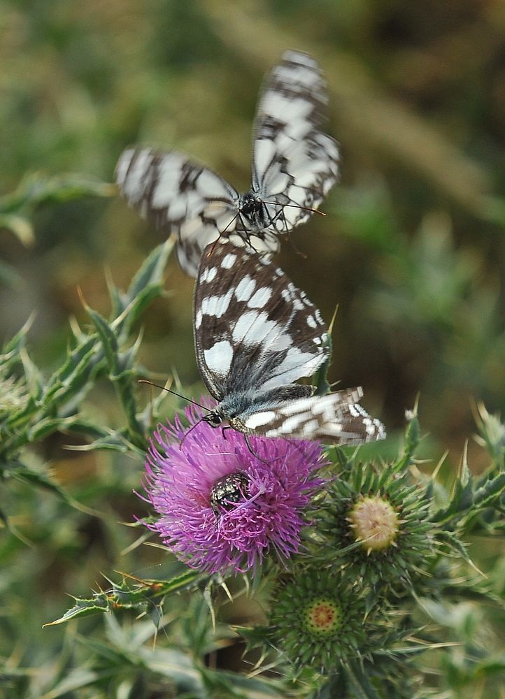 Photograph by Алексей Козлов