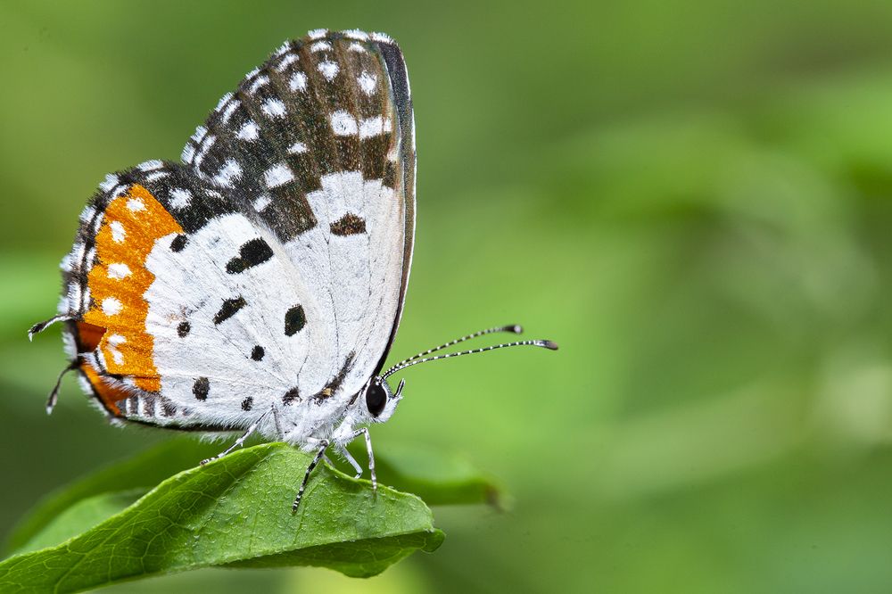 Фотография автора Rajeev Amaratunga