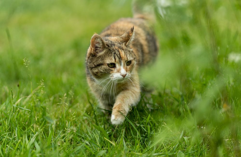 Старушка Даша