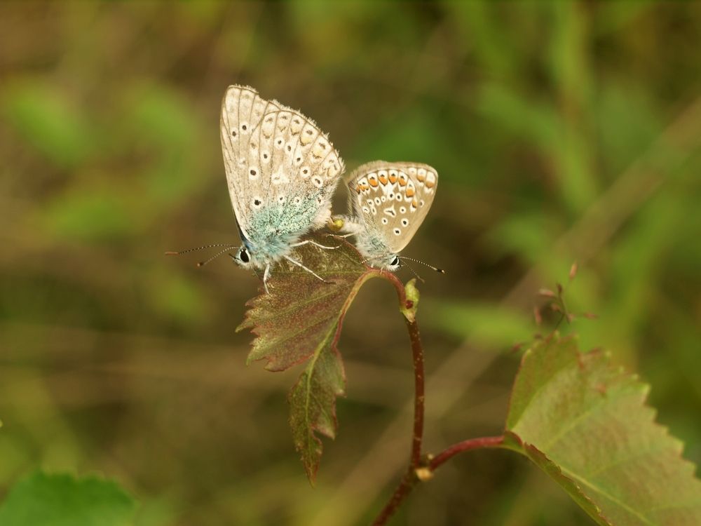 красивая пара / a beautiful couple