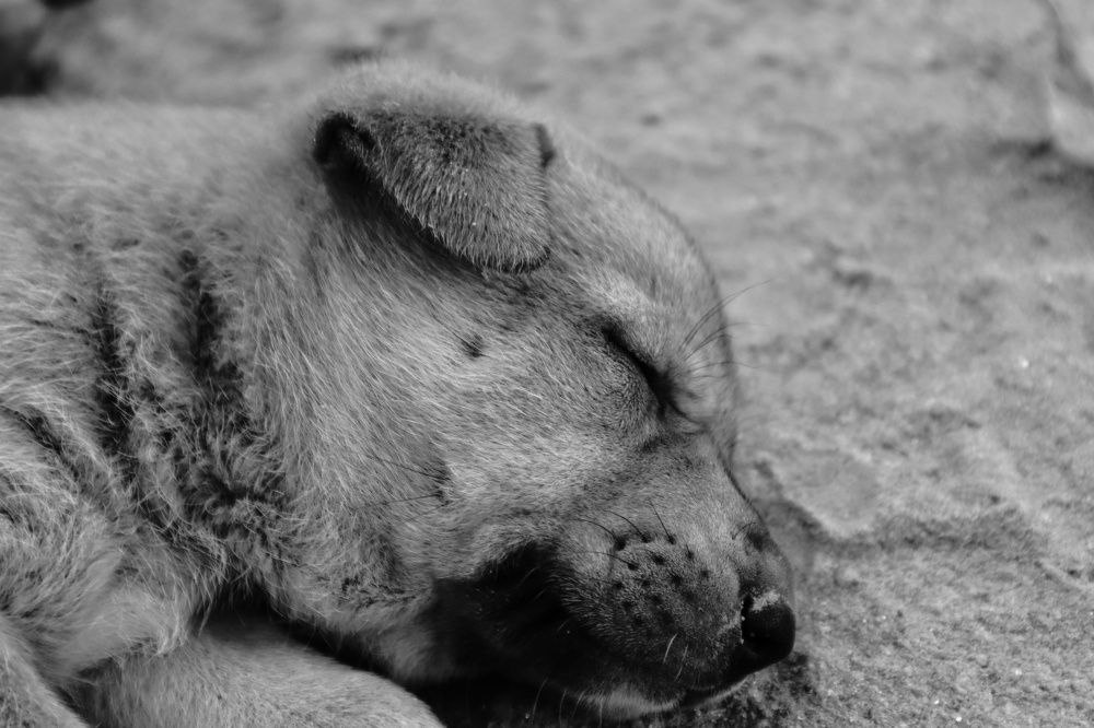 Photograph by Rounak hazra