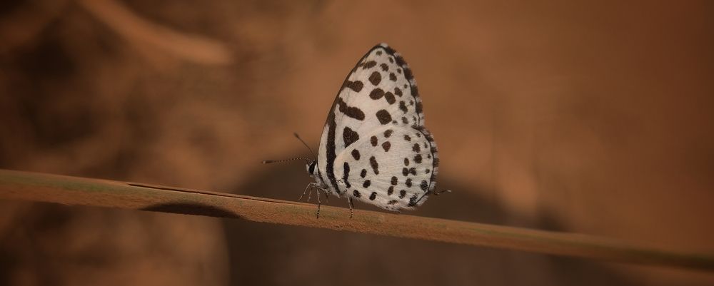 Photograph by Rounak hazra