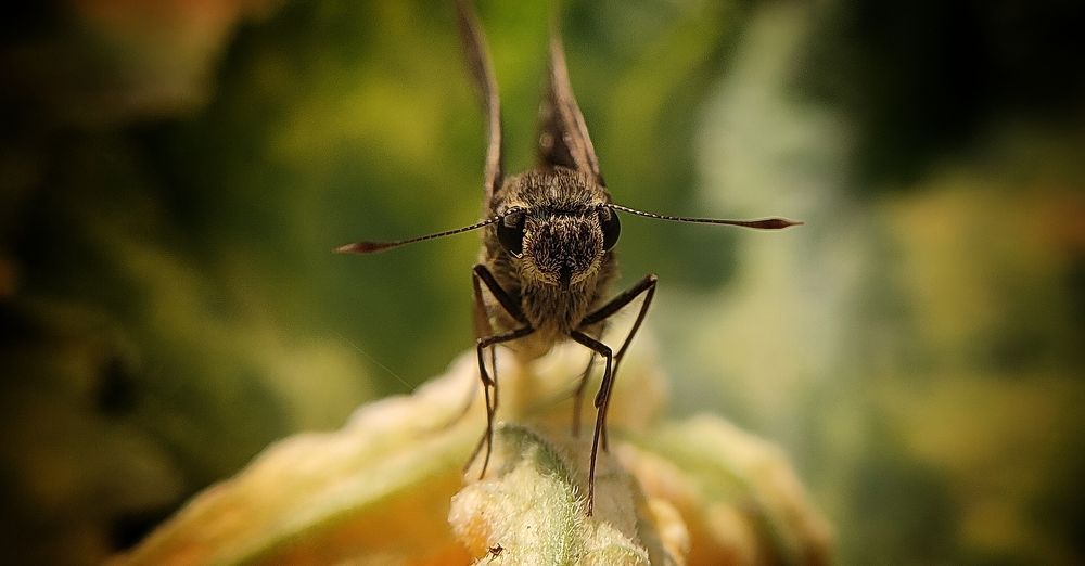 Photograph by Rounak hazra