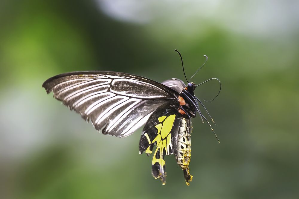 Фотография автора Hari Saya