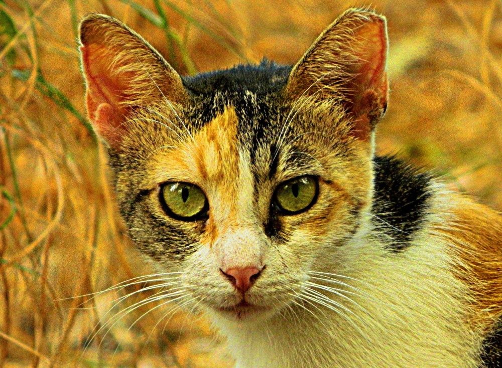 Photograph by Сергей Рапопорт