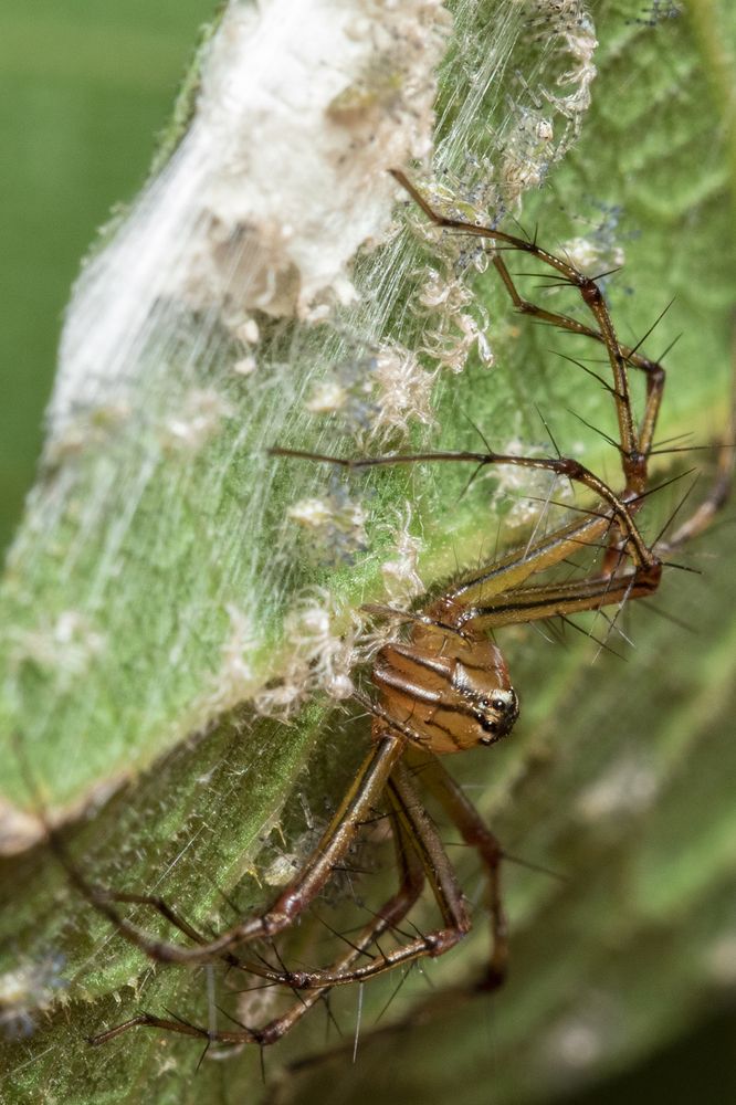 Фотография автора Rajeev Amaratunga