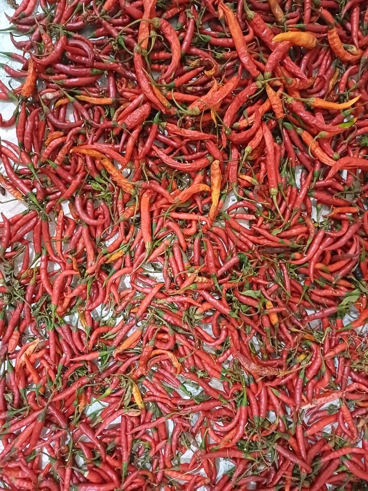 Photograph by Bhairawnath wakale