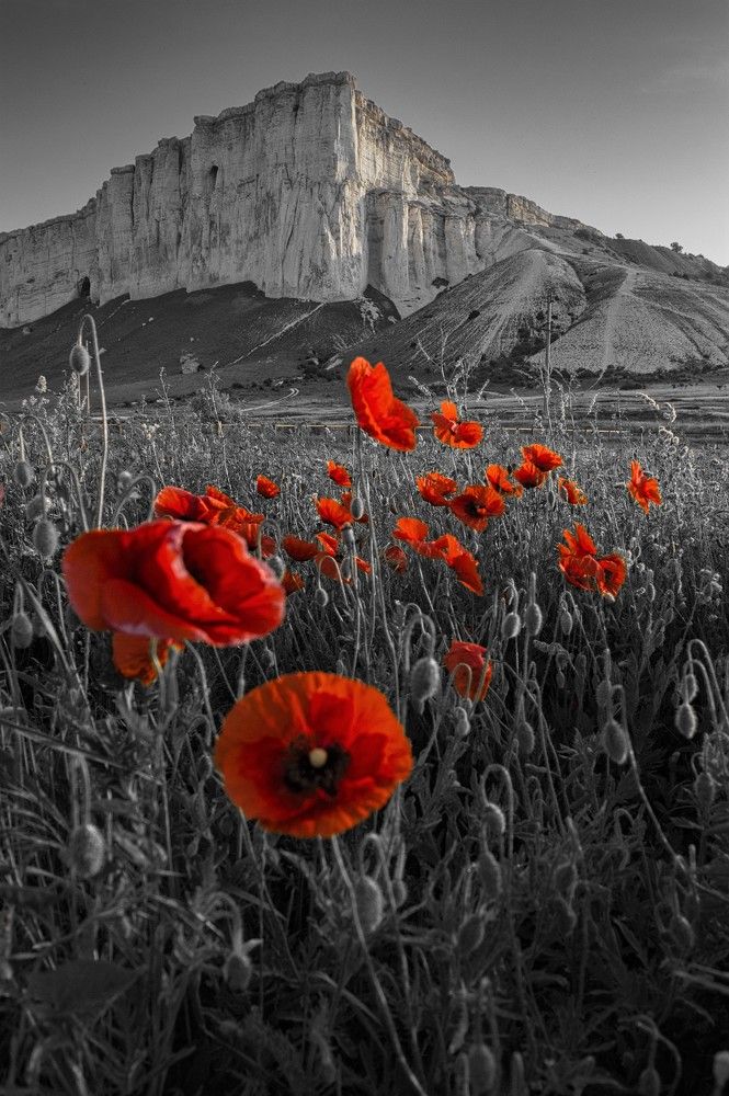 Красные маки у Белой Скалы