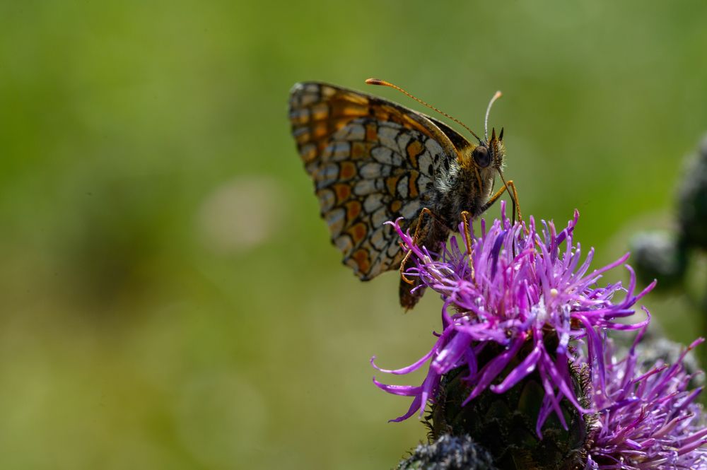 Photograph by Олег Сальников