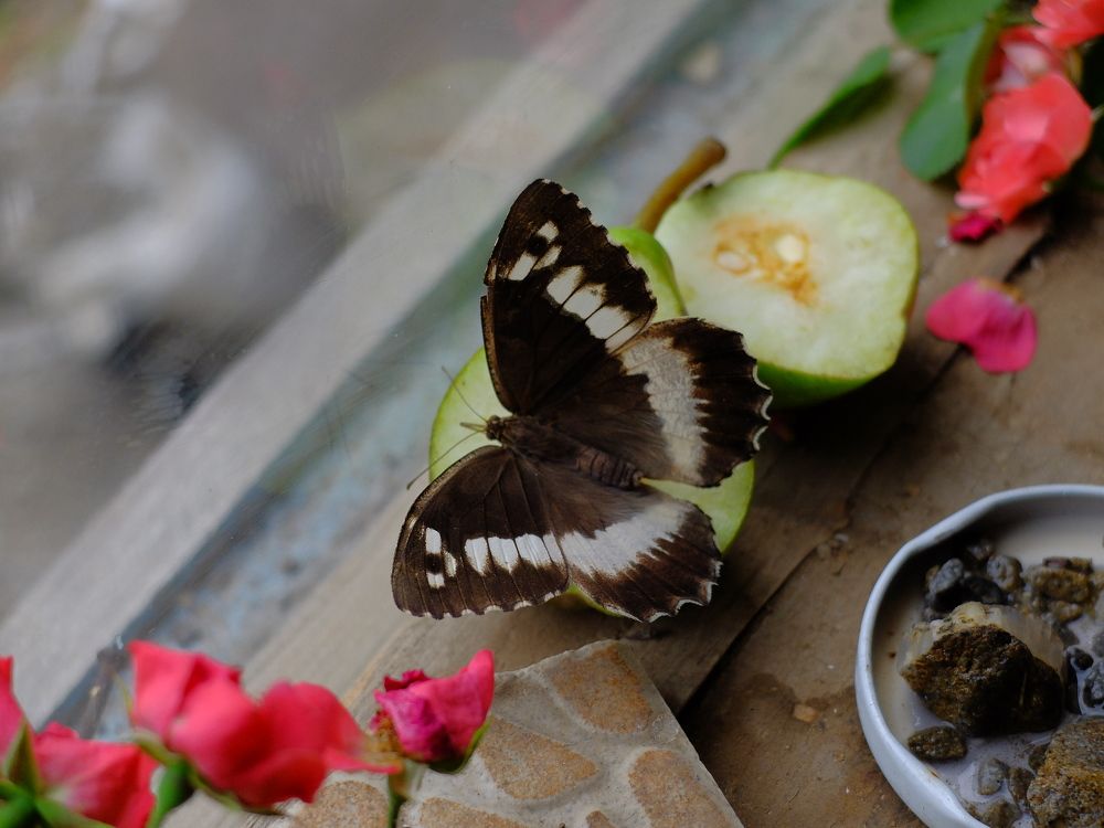 Photograph by ,Бурова Лариса