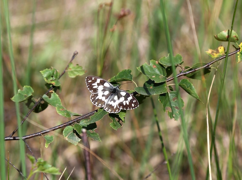 На контрасте