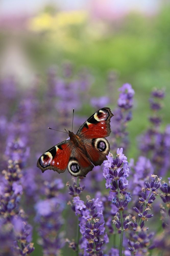 Фотография автора Наталья Боярина