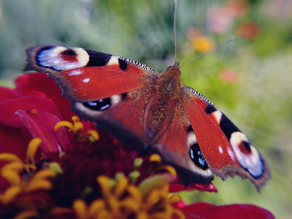 Photograph by Irina Dali