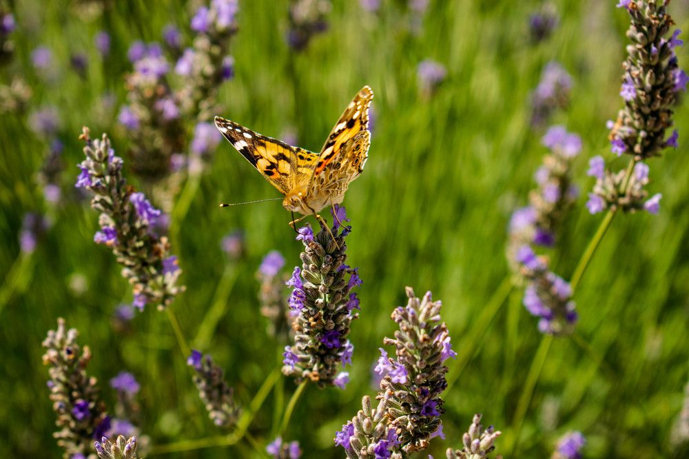 Photograph by Наталья Вялых