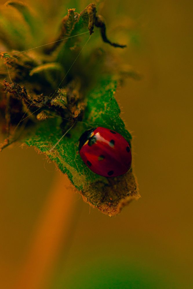 Photograph by Роланд