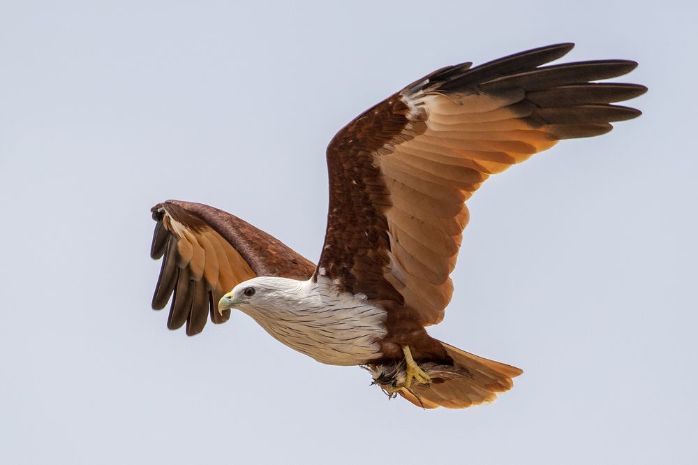 Фотография автора Rajeev Amaratunga