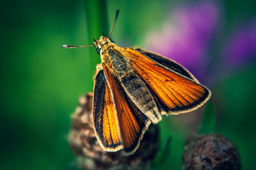 Фотография автора Ирина Гриценко