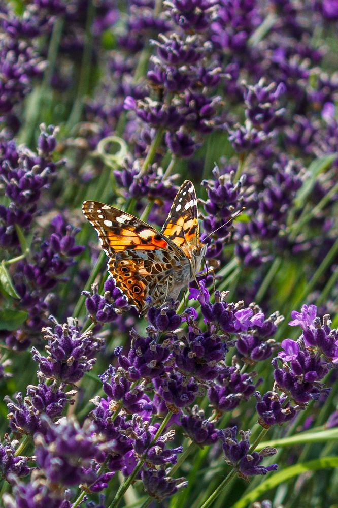 Фотография автора Таисия