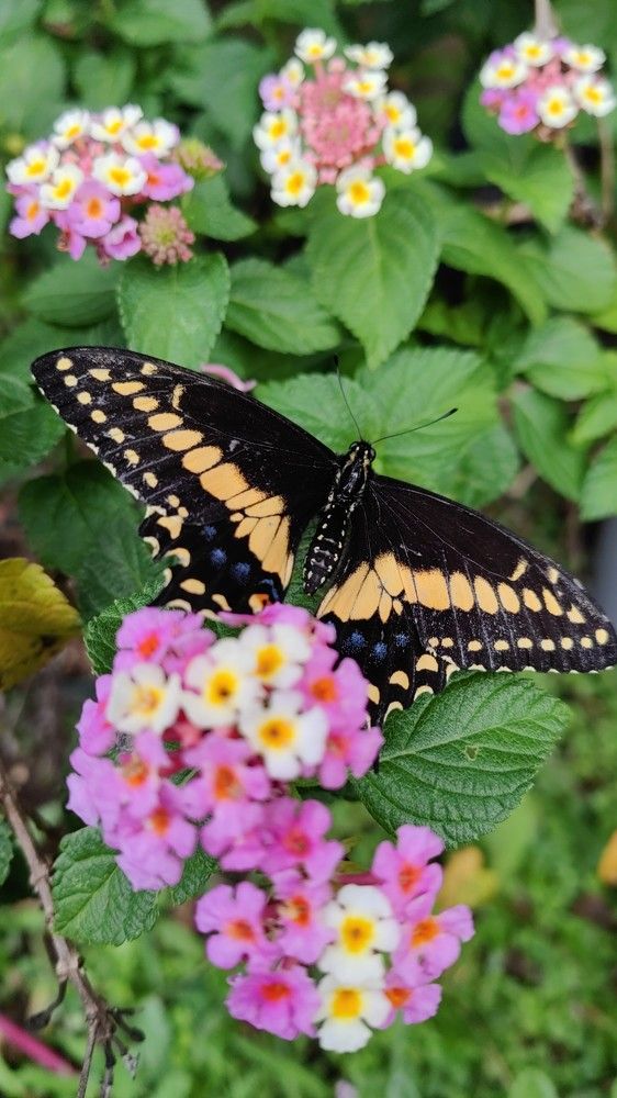 Photograph by Virginia Azocar