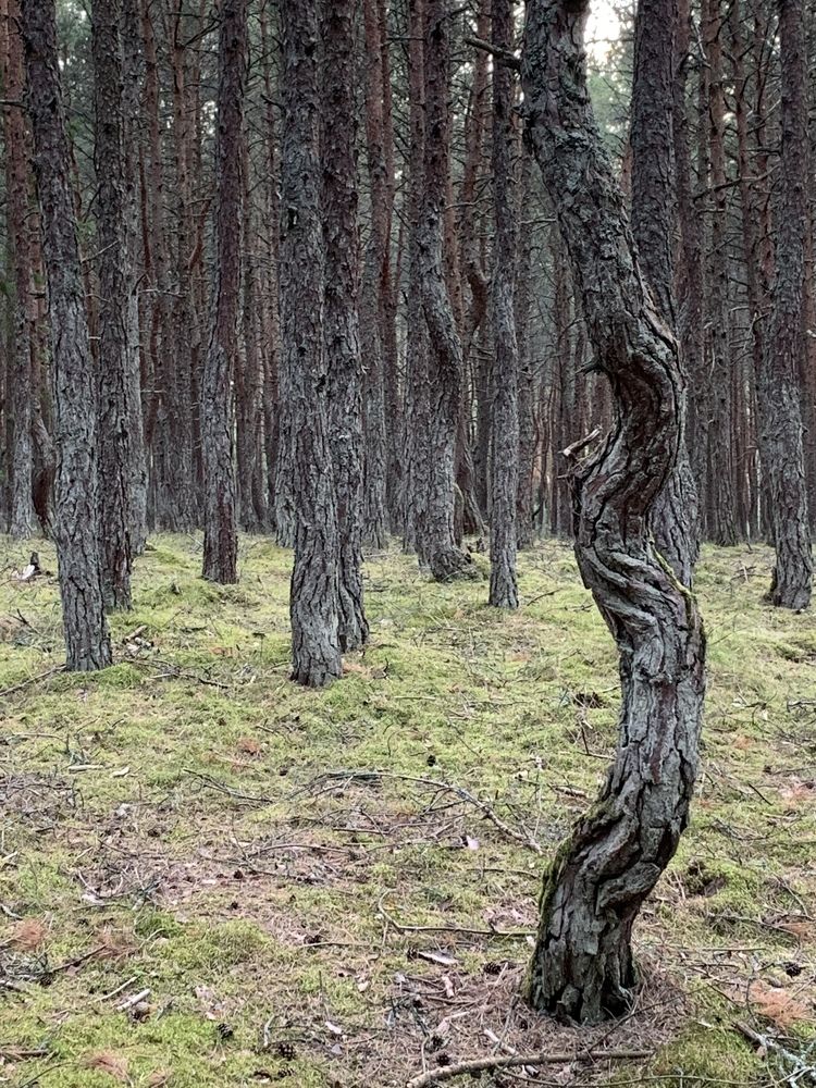 Photograph by Nadezhda Bakina