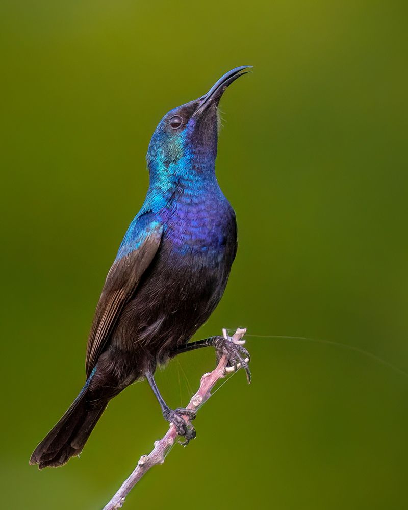 Photograph by Ammar alomari