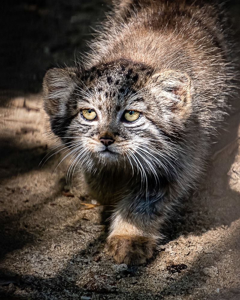 Фотография автора Юлия Есина