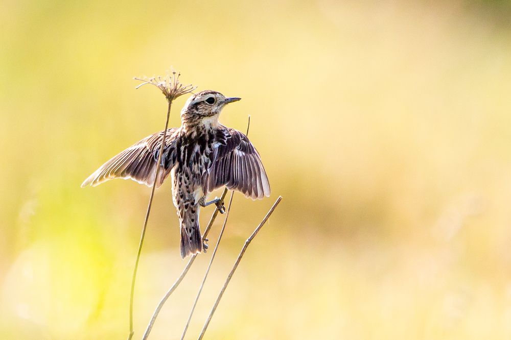 Photograph by Сергей Поляченко