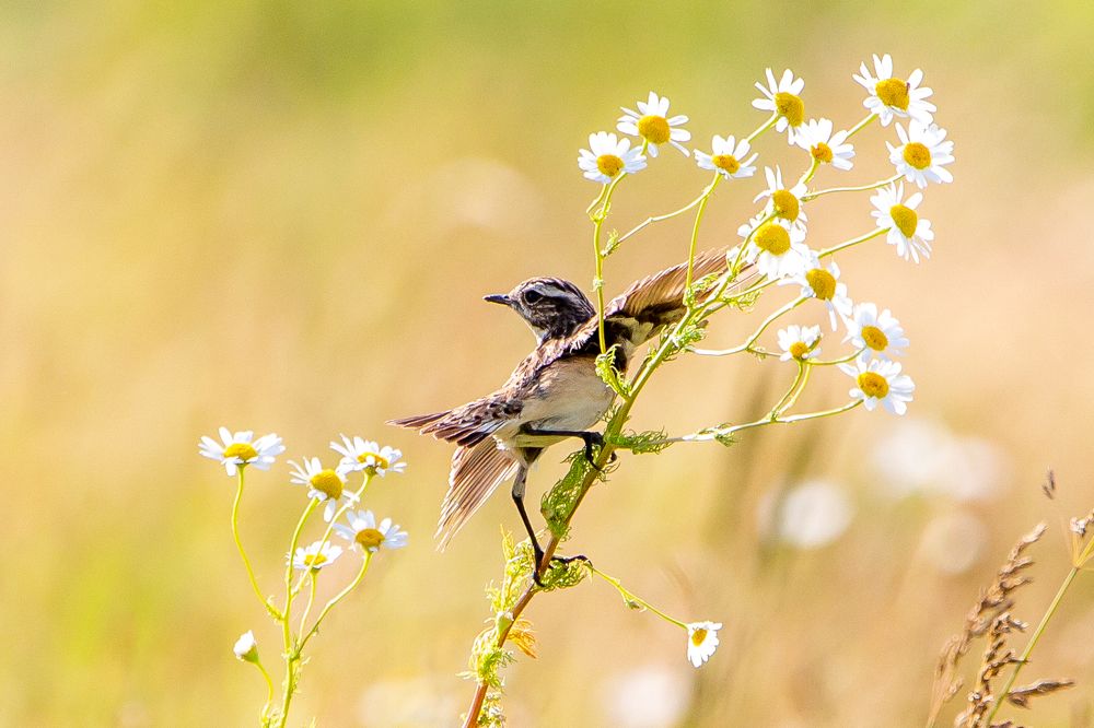 Photograph by Сергей Поляченко