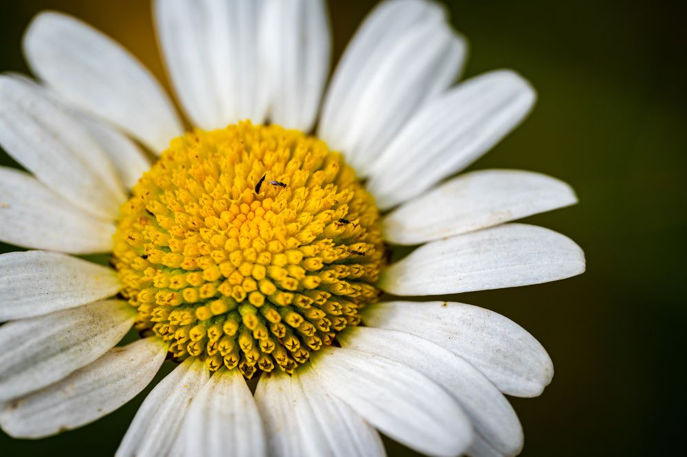Photograph by Владимир Коновалов